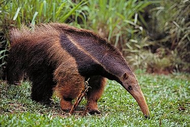 Anteater rather than an aardvark