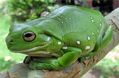 Caerulea frog