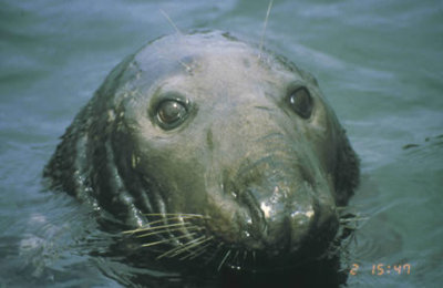 greay seal