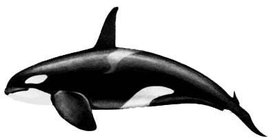 (Male) killer whale