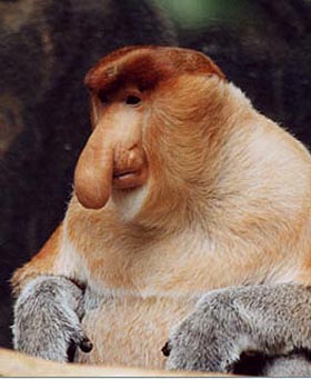 Monkey (it’s a Proboscis monkey)