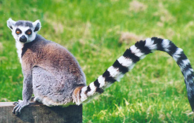 Ringtailed lemur (accept “lemur”)