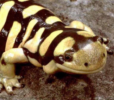 Salamander (yellow and black)