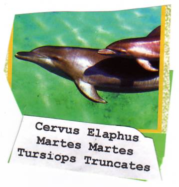 Tursiops truncates (bottlenose dolphin)